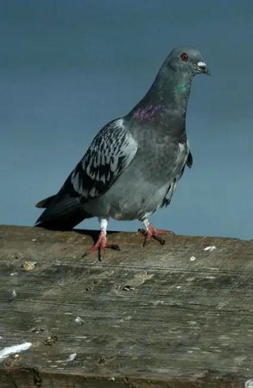 Pigeons, Mesopotamian, hypothesis, domesticated, Scientists