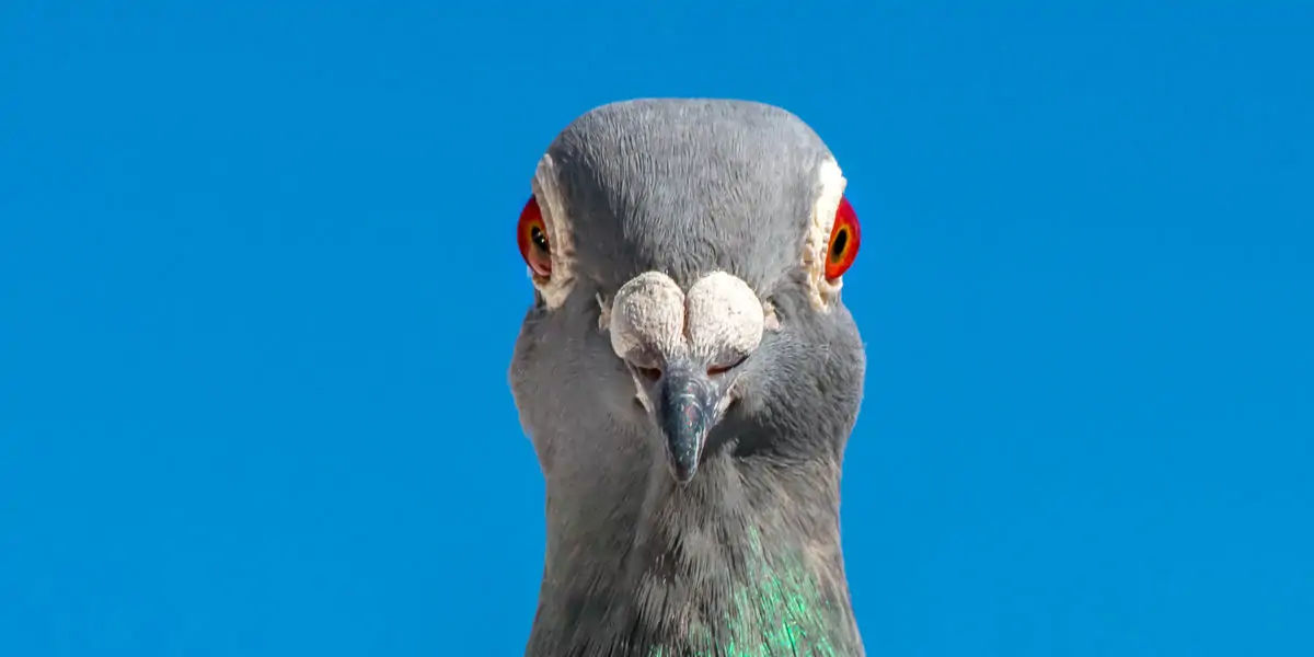 Pigeons, Mesopotamian, hypothesis, domesticated, Scientists