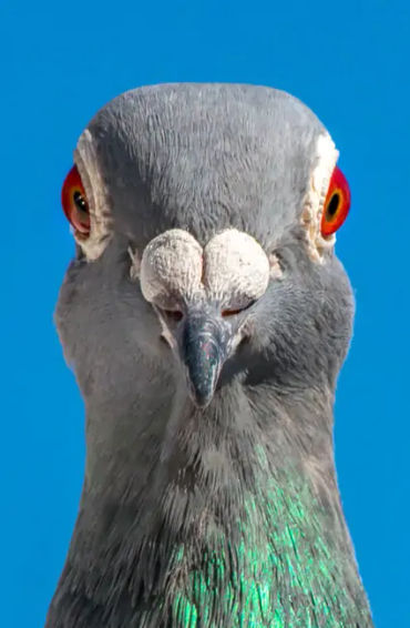 Pigeons, Mesopotamian, hypothesis, domesticated, Scientists