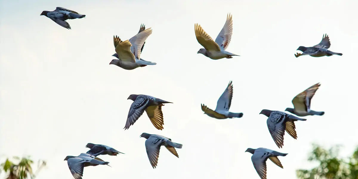 Pigeons, Mesopotamian, hypothesis, domesticated, Scientists