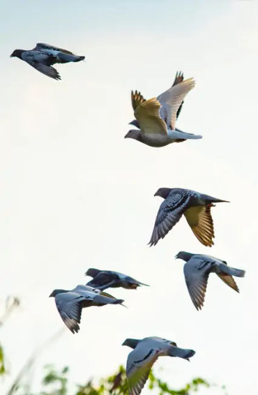 Pigeons, Mesopotamian, hypothesis, domesticated, Scientists