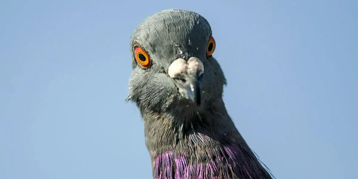 Pigeons, Mesopotamian, hypothesis, domesticated, Scientists