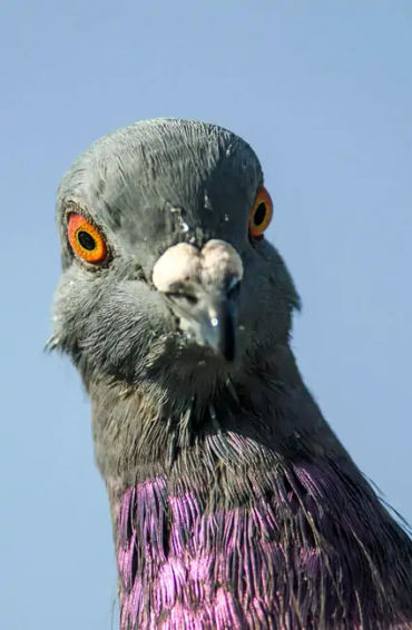 Pigeons, Mesopotamian, hypothesis, domesticated, Scientists