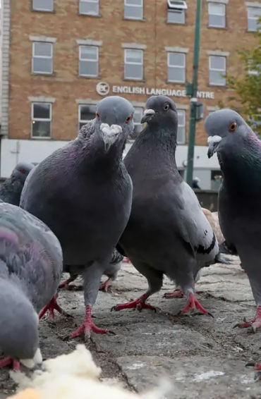 pigeons, Mesopotamian, hypothesis, domesticated, Scientists