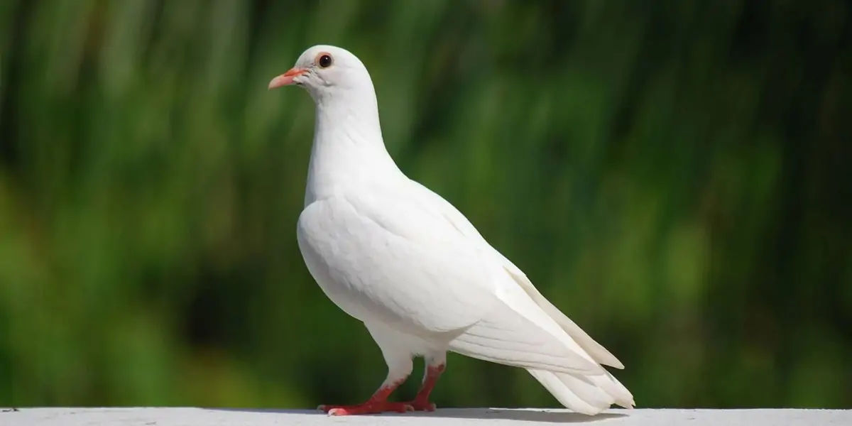 pigeons, Mesopotamian, hypothesis, domesticated, Scientists