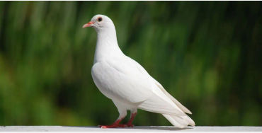 pigeons, Mesopotamian, hypothesis, domesticated, Scientists