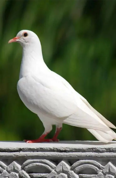 pigeons, Mesopotamian, hypothesis, domesticated, Scientists