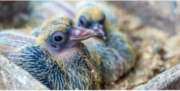 Pigeons, Mesopotamian, hypothesis, domesticated, Scientists