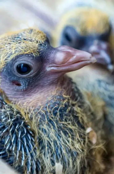 Pigeons, Mesopotamian, hypothesis, domesticated, Scientists