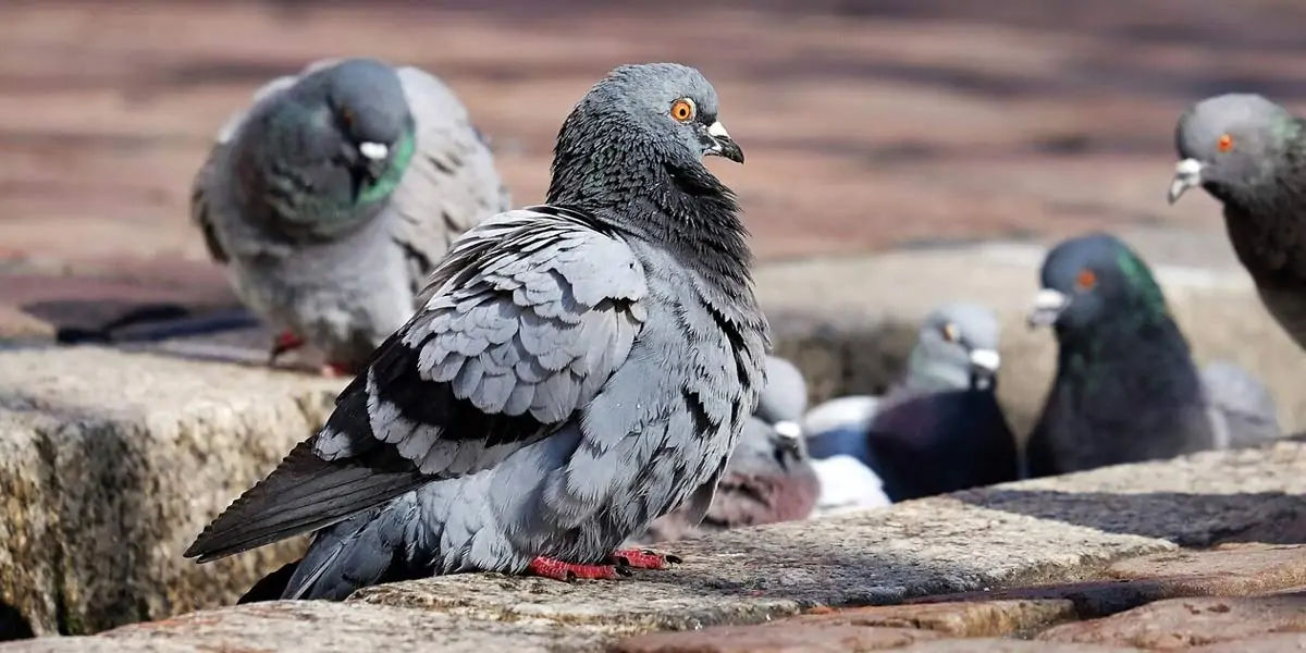 pigeons, Mesopotamian, hypothesis, domesticated, Scientists
