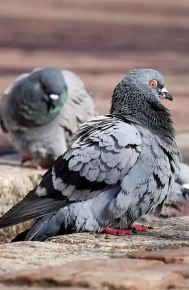 pigeons, Mesopotamian, hypothesis, domesticated, Scientists