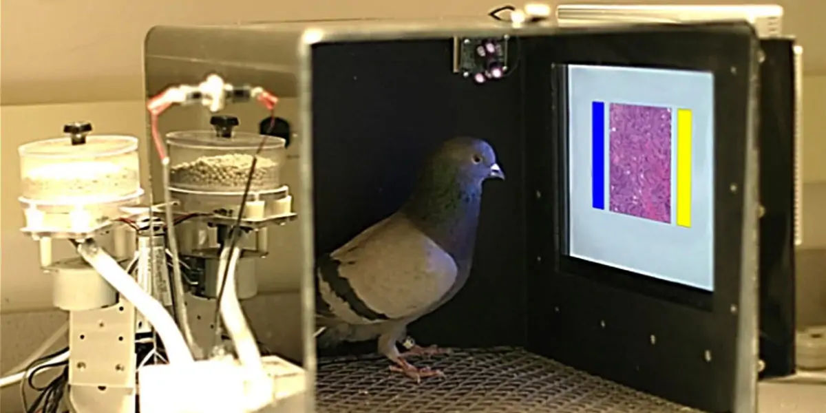 Pigeons, Mesopotamian, hypothesis, domesticated, Scientists