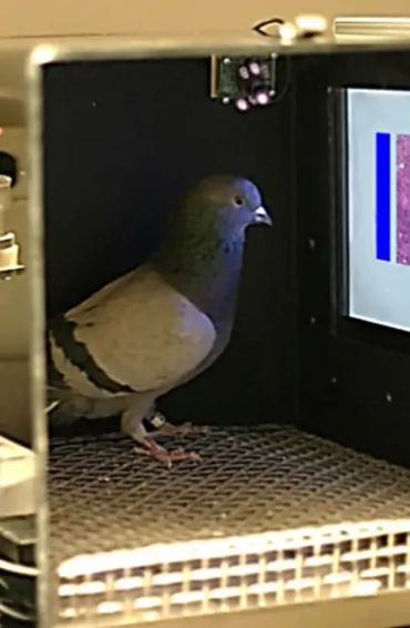 Pigeons, Mesopotamian, hypothesis, domesticated, Scientists