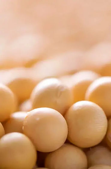 milk, substitute, plant milk, vegan, soya milk, coconut milk, almond milk