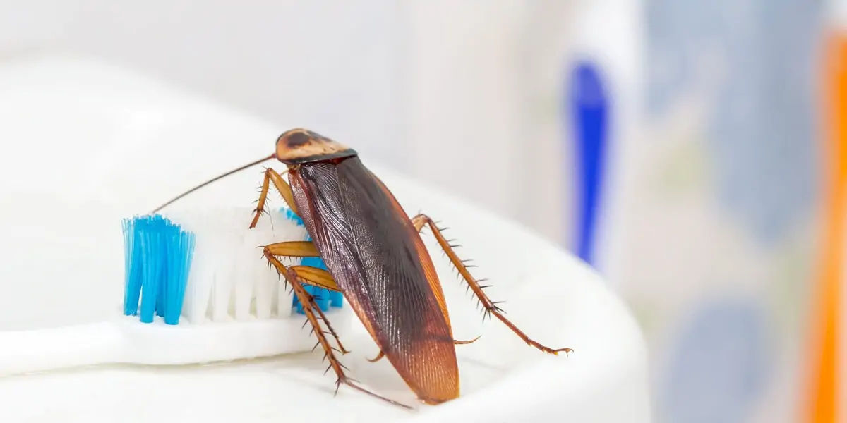 milk, substitute, plant milk, vegan, soya milk, coconut milk, almond milk