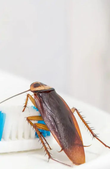 milk, substitute, plant milk, vegan, soya milk, coconut milk, almond milk