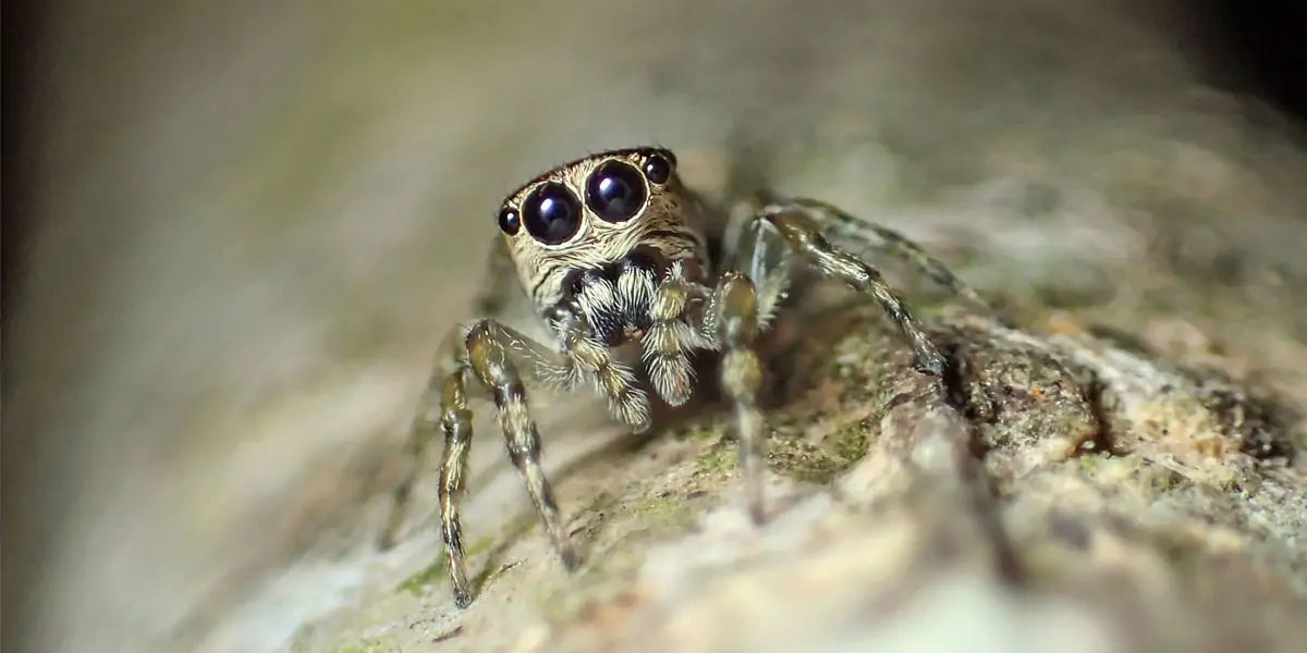 spiders 