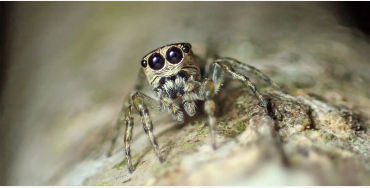 spiders 