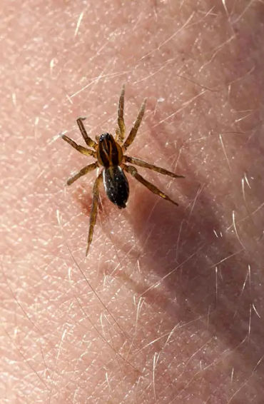  spider bites