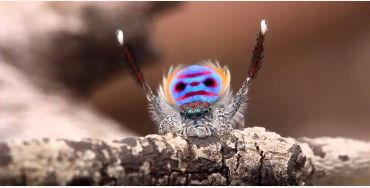 Spiders