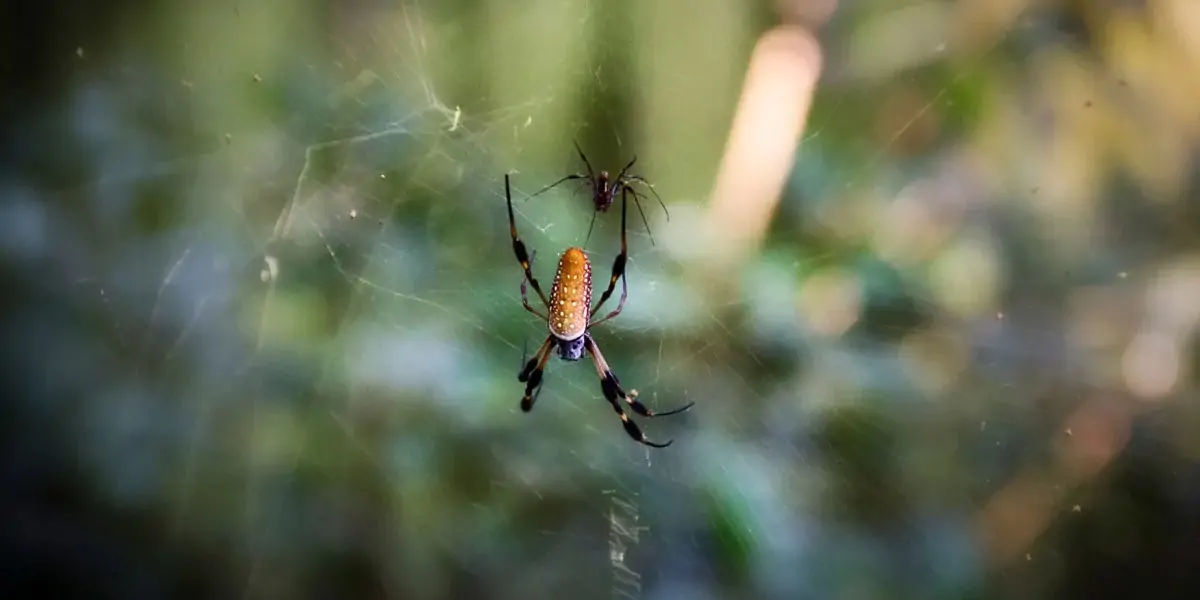 Male spiders