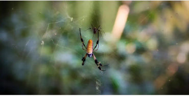 Male spiders 