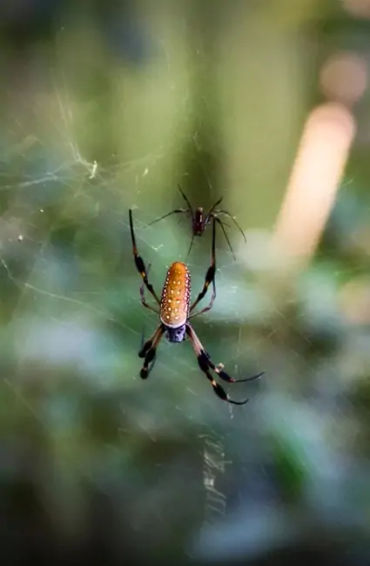 Male spiders 