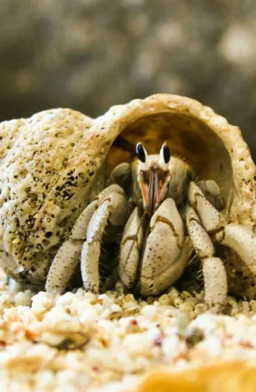 Fish, humans, nostrils, organs, water, smell