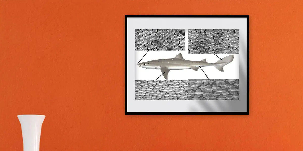 fish, humans, nostrils, organs, water, smell