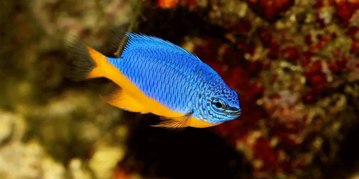 fish, humans, nostrils, organs, water, smell