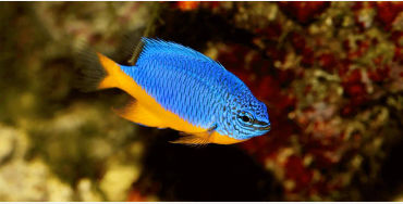 fish, humans, nostrils, organs, water, smell