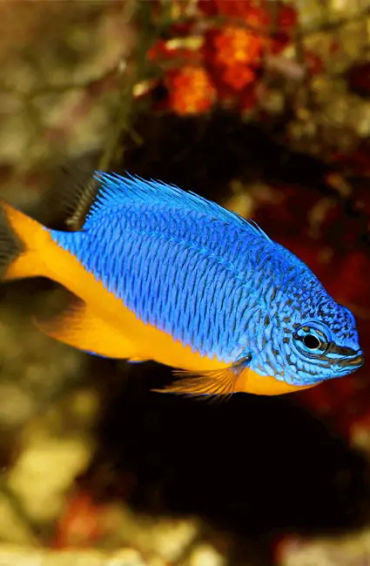 fish, humans, nostrils, organs, water, smell