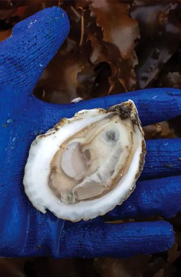 fish, humans, nostrils, organs, water, smell