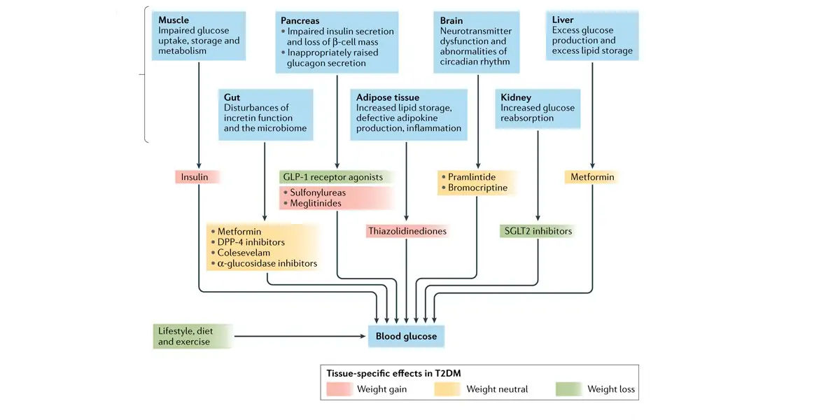 type 2 diabetes,  insulin, resistance, American Diabetes Association, strenuous exercise, weight red
