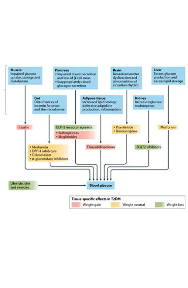 type 2 diabetes,  insulin, resistance, American Diabetes Association, strenuous exercise, weight red