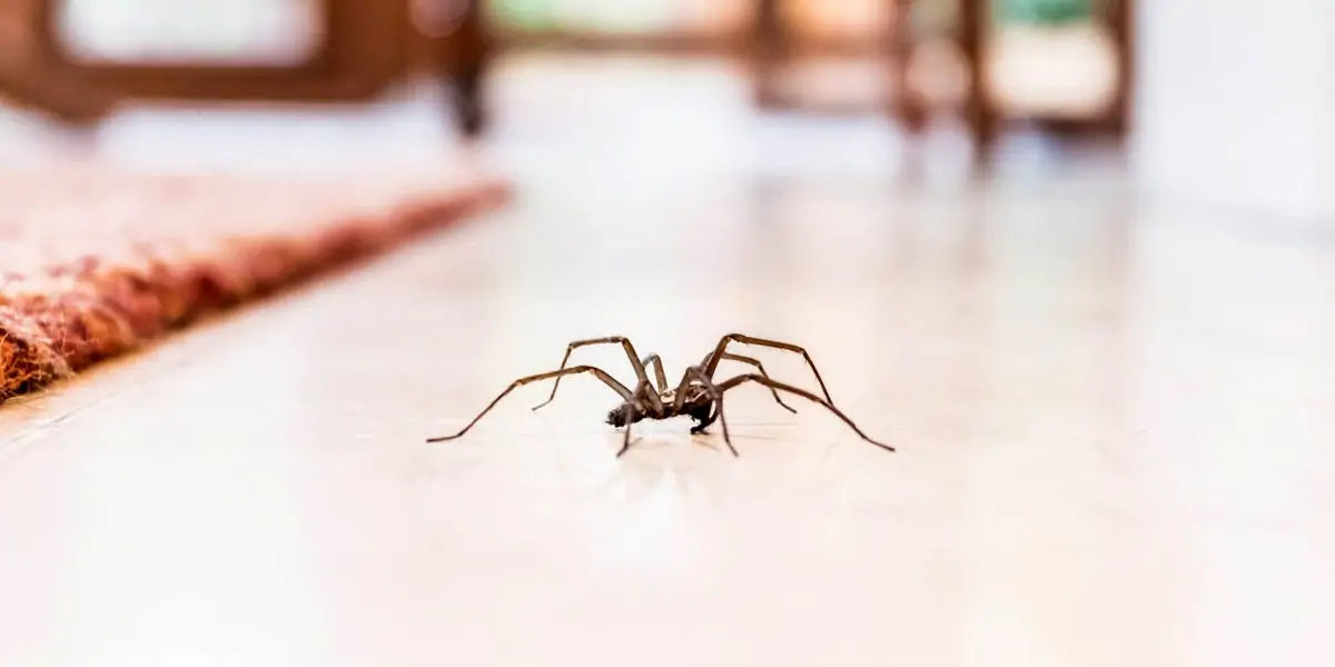  spiders