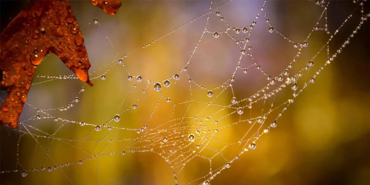 Spider silk 