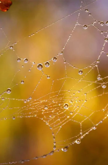 Spider silk 