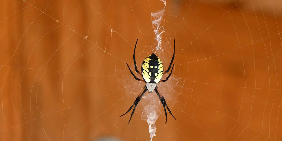 Spider silk