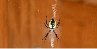 Spider silk 