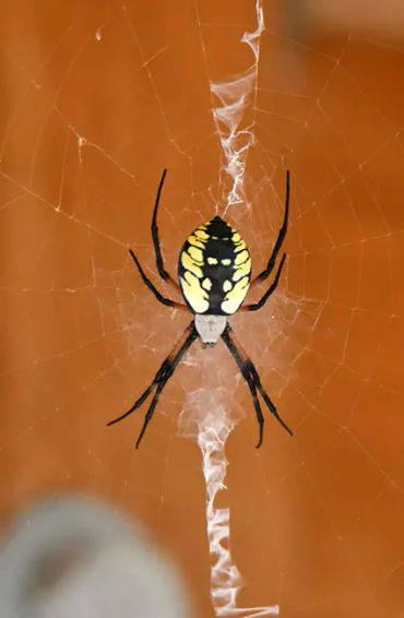 Spider silk 