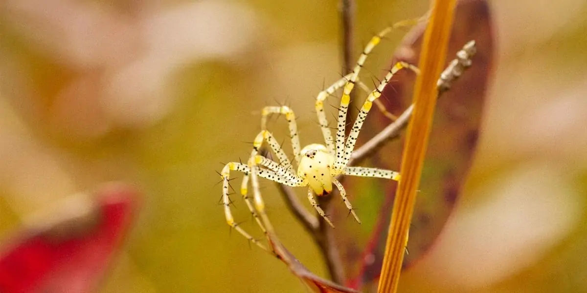 Female spiders