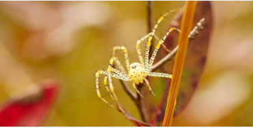 Female spiders