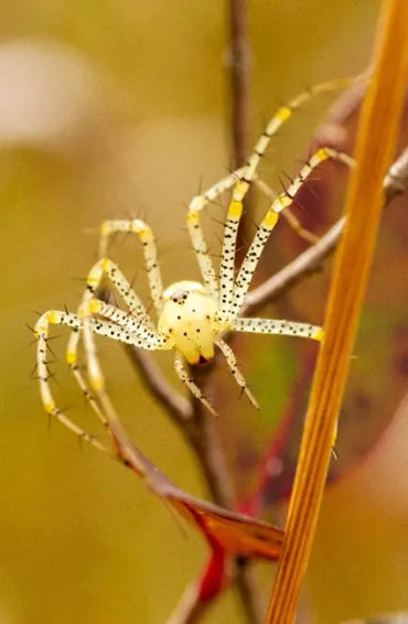 Female spiders