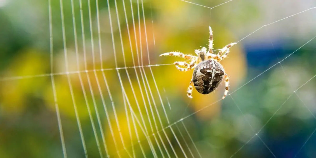 Spiders