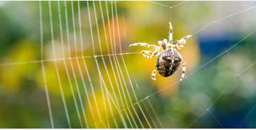 Spiders