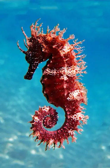 fish, humans, nostrils, organs, water, smell