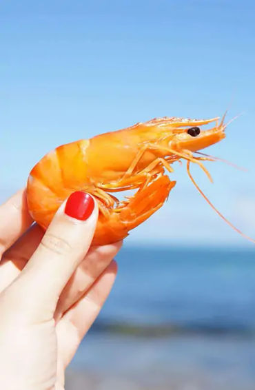 fish, humans, nostrils, organs, water, smell