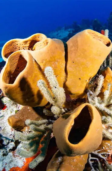 fish, humans, nostrils, organs, water, smell