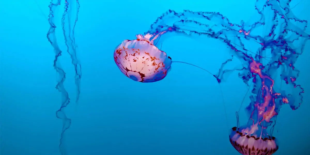 fish, humans, nostrils, organs, water, smell